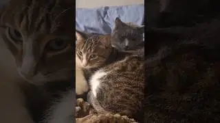 #cute #carlthecat #kitten #шамзин #cat #захаровна #love #котбарон #funny #catvideos #furry #kitty 😻😻