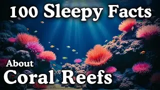 The Most Relaxing Facts About Coral Reefs to Fall Asleep To - Dreamy Science