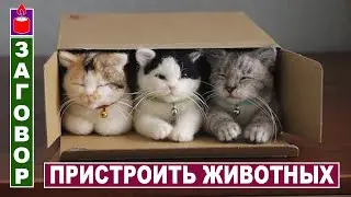 Если нужно пристроить какое либо животное / Найти питомцу дом