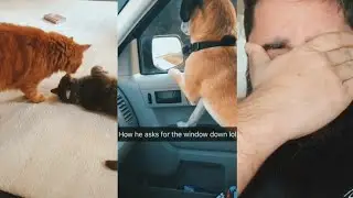 Oh God I want to feel again | Cats & Dogs | Sad