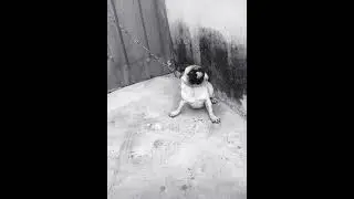 Try a Companionship with a Pug and see how lovely they&rsquo;re #lovely #pug #dog #breed
