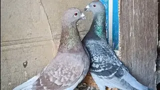 ПОЧТОВЫЕ ГОЛУБИ 🕊️🕊️, ОБЗОР МОЛОДЫХ.