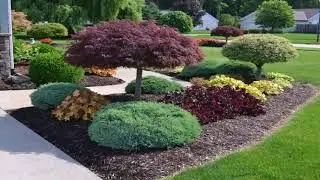 Landscape Design Magnolia Tree