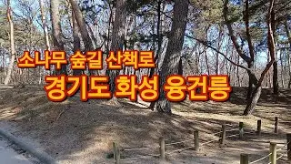 The best walking trail in the Yunggeonneung Pine Forest in Hwaseong, Gyeonggi-do