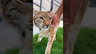 Неожиданная реакция рыси Арьи на человека 🙀