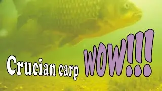 Underwater. Canned corn and hungry crucians.