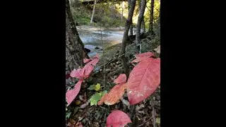 Inside look at Vickery Creek Trail at Roswell Mill