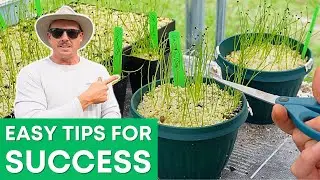 Grow Onion Plants Like a Pro with These Simple Tips!