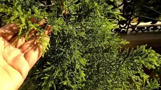 How to care Juniper plant