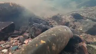 Eel&rsquo;s building a nest