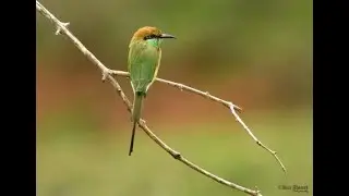 Birds of Qatar