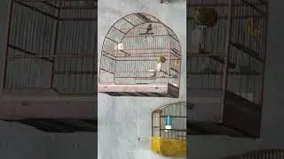 Can&aacute;rio da terra, cantador #aves #canto #naturezasurpreendente #passaros #canario