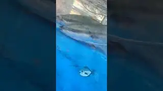 Fish recorded on mart. 27.10.2024 #mukbangers #viralshorts #fish