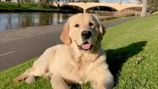 Dogs Of Melbourne: Join The Pack