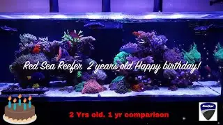 Red Sea Reefer 525XL.   2 years old today.  1yr comparison