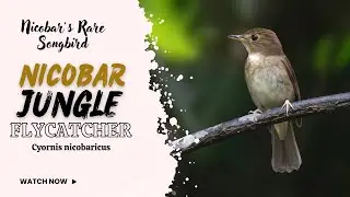 Nicobar&rsquo;s Rare Songbird | Nicobar Jungle Flycatcher -Cyornis nicobaricus #birds #trending #wildlife