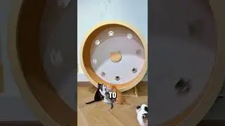 Adorable Kitten Fails on a Cat Exercise Wheel
