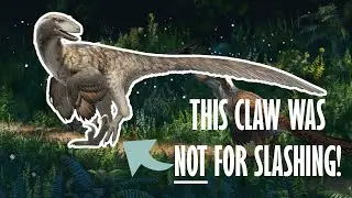 Everything you need to know about: Raptors