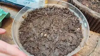 Plantando lichia na minha horta 