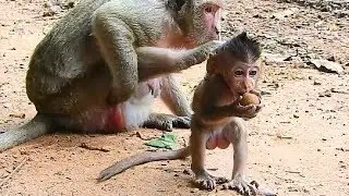 Baby Polly Stand Cute Style, Baby Monkey Polly Love Mom's Milk.