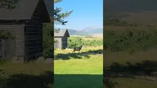 #travel #nature #nationalpark #views #animals #amazing #fun #relaxing #experience #peace #cabin