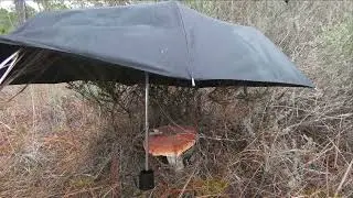 Государственный лес Пойнт Вашингтон FL 2023 Arabian Night Point Washington State Forest