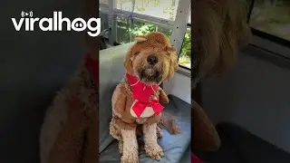 Вечеринка на Хэллоуин в собачьем автобусе || ViralHog