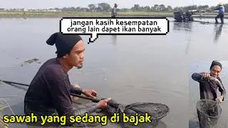 Mencari ikan di sawah - ikannya pada teler kena bajak traktor