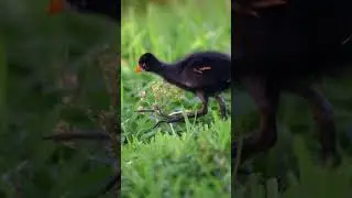 Baby gallinule, monster feet! #birdlovers #birdphotography #birds #birdwatching