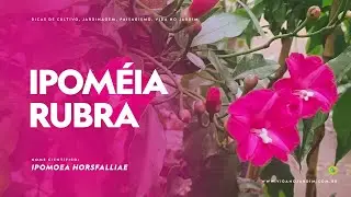 Uma das Ipoméias mais cultivadas