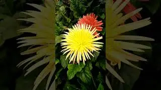 African Daisy
