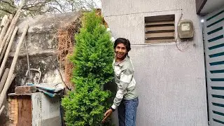 Hamara Lagaya Hua Tree Itna Bada Hogaya 😍