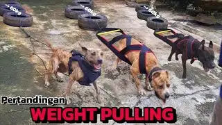 HASIL PERTANDINGAN WEIGHT PULLING (TARIK BEBAN)‼️BERSAMA TRIO PITBULL (KYUBI,KUBO & MACAN)