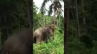 Huge Elephant Breaking A Coconut Tree #shorts