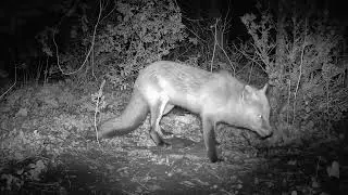 Trail cam captures a fox hesitating to avoid potential danger.