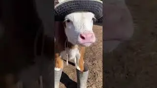 FUNNY VIDEO OFF COW VERY FUNNY VIDEO #fails #funny #memes #underrated #fail