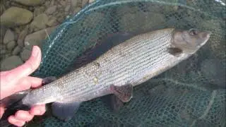 In Search of Big Grayling