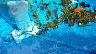 Power Vac Pool Cleaner vs Acorns!
