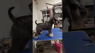 show grooming #miniatureschnauzer #groomer #petgroomer #groomerdk #schnauzer #doggroomingtips