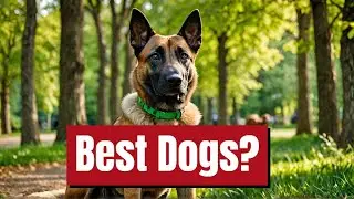 Why the Belgian Malinois is the Ultimate Dog