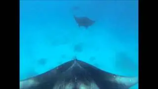 Manta Ray Train - Lady Elliot Island