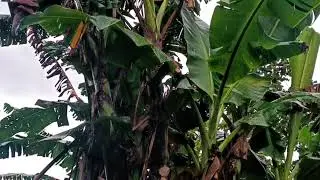 Rain with a view of banana trees, under the shelter #asmr #rainasmr #naturesounds #whitenoise 