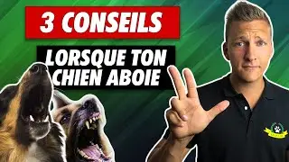 Chien qui aboie : comment faire arrêter les aboiements de votre chien ?