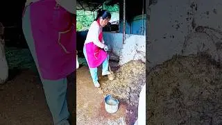 Making cow dung briquettes: Quick to ignite, low-cost, smoke-free, and a practical rural fuel source