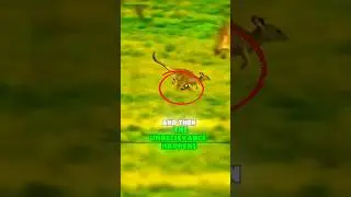 The Shocking Survival Instinct of Kangaroos!