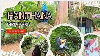 Hanthana bird park 🐦#hanthana #kandy #nature #trending #trendingvideo #srilanka 