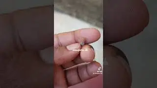 natural geuda sapphire ස්වාභාවික ගෙවුඩ මැණික