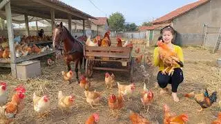 Use Horse-Drawn Carriage to Harvest and Transport Chickens to Sell at Village Market - Farm Life