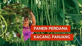 Panen Perdana Sayur Kacang Panjang