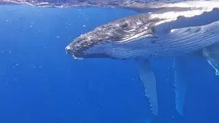 Swimming with Humpback Whales  in Tonga, Eua